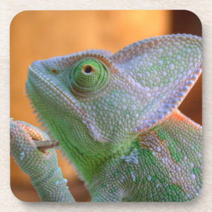 Veiled Chameleon Coaster