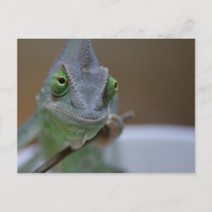 Veiled Chameleon Postcard