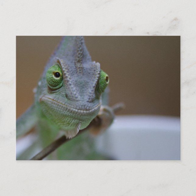 Veiled Chameleon Postcard (Front)