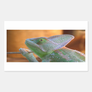 Veiled Chameleon Rectangular Sticker