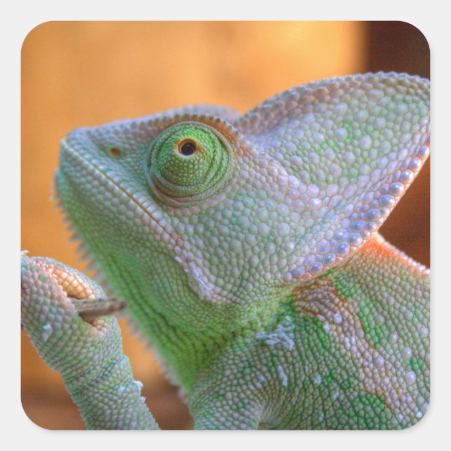 Veiled Chameleon Square Sticker (Front)