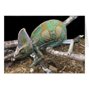 Veiled Chameleon – The Ultimate Conehead