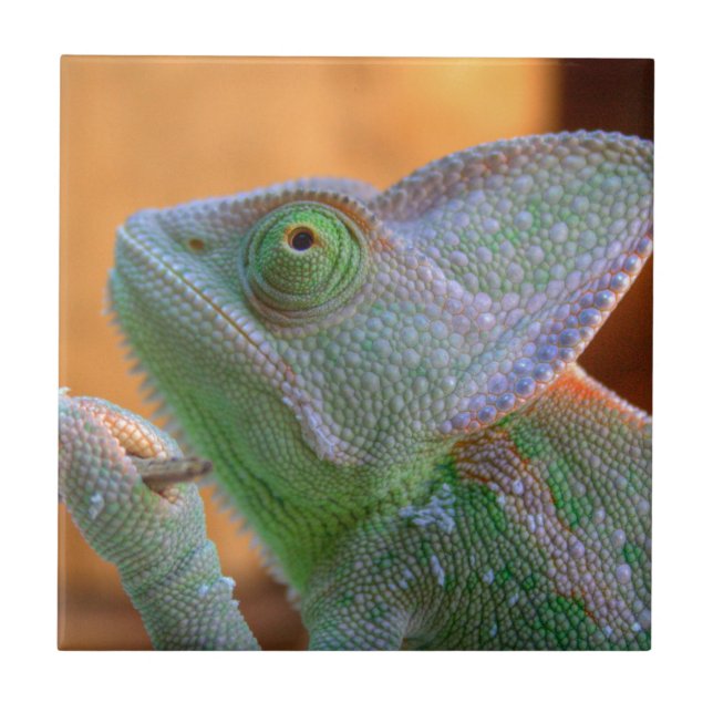 Veiled Chameleon Tile (Front)