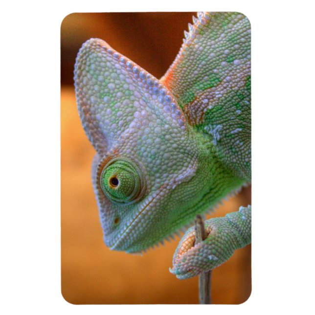 Veiled Yemen Chameleon Magnet (Vertical)