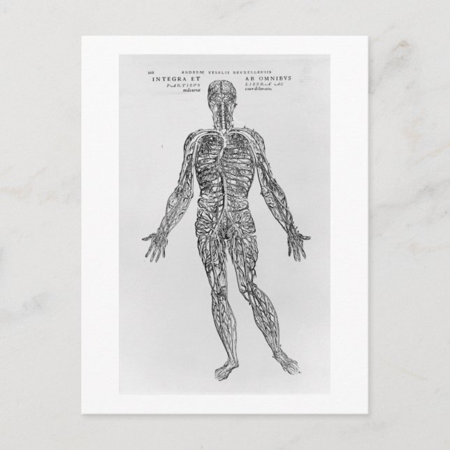 Veins and Arteries system (b/w print) Postcard (Front)