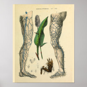 Veins Leg Foot Vintage Anatomy Art Print