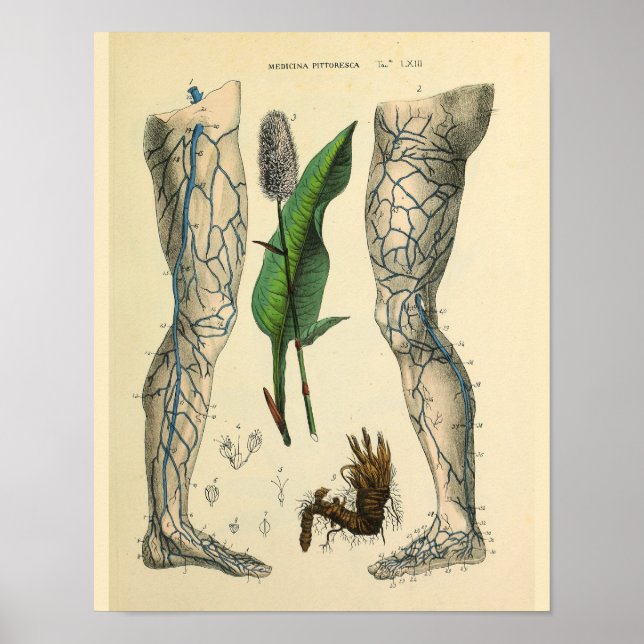Veins Leg Foot Vintage Anatomy Art Print (Front)