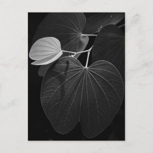 Veins of a Leaf Postcard