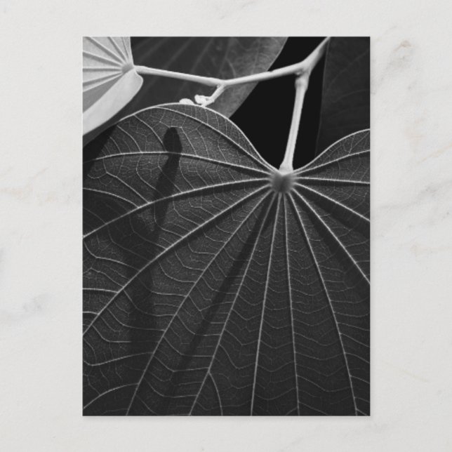 Veins of a Leaf Postcard (Front)