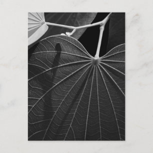 Veins of a Leaf Postcard