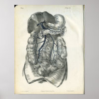 Veins of Abdominal Organs Anatomy Print