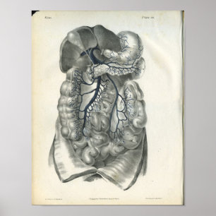 Veins of Abdominal Organs Anatomy Print