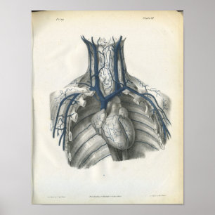 Veins of Chest Anatomy Print