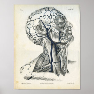 Veins of Head Neck Anatomy Print