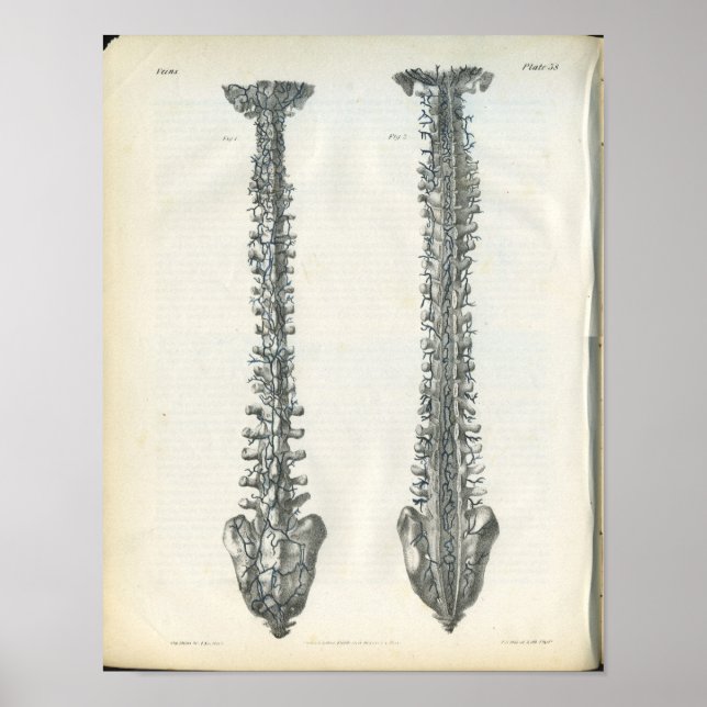 Veins of Spine Anatomy Print (Front)