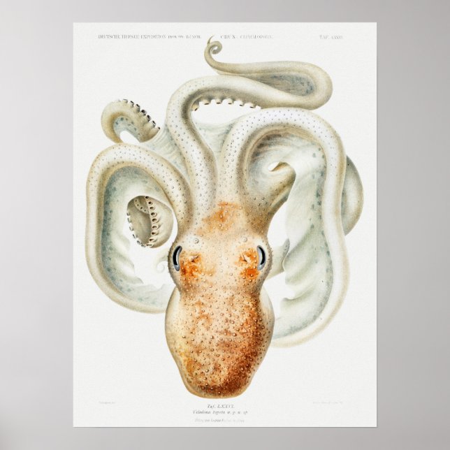 Velodona octopus by Carl Chun Poster (Front)