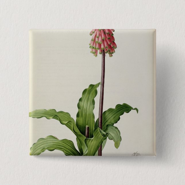 Veltheimia Capensis, from `Les Liliacees', c.1805 15 Cm Square Badge (Front)