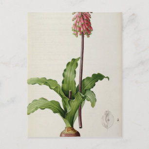 Veltheimia Capensis, from `Les Liliacees', c.1805 Postcard