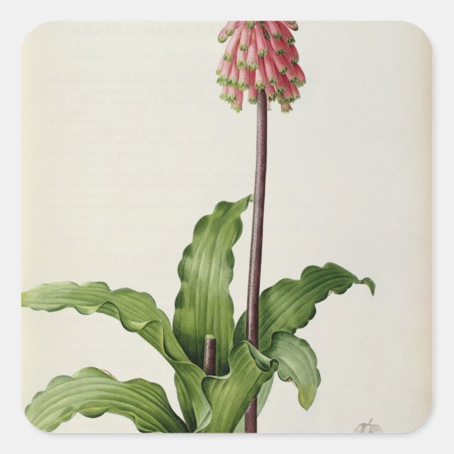 Veltheimia Capensis, from `Les Liliacees', c.1805 Square Sticker (Front)
