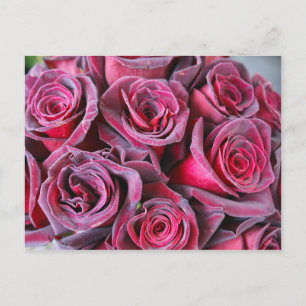 Velvet Beauty Postcard