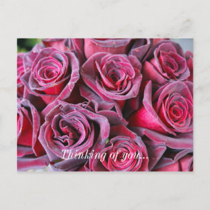 Velvet Beauty Thinking Of You Postcard