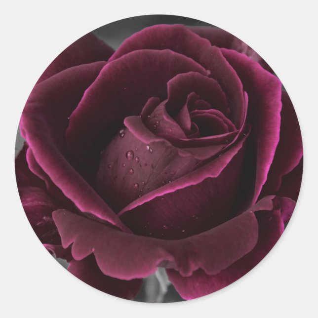 Velvet Burgundy Rose Classic Round Sticker (Front)