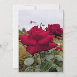 Velvet Crimson Rose Invitation