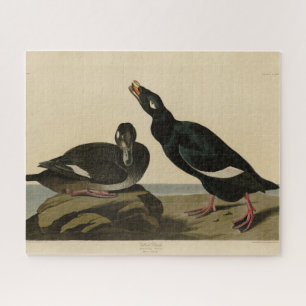 Velvet Duck - from Audubon's Birds of America Jigsaw Puzzle