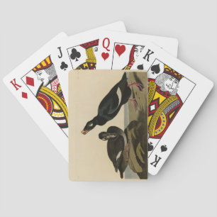 Velvet Duck - from Audubon's Birds of America Playing Cards