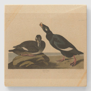 Velvet Duck - from Audubon's Birds of America Stone Coaster