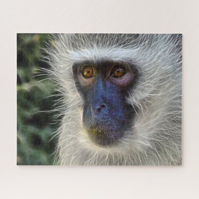 Velvet Monkey. Jigsaw Puzzle (Horizontal)