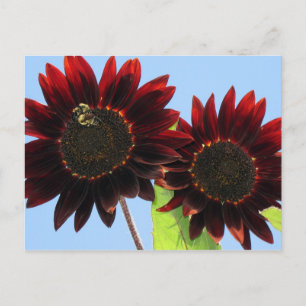 Velvet Queen Sunflowers Postcard