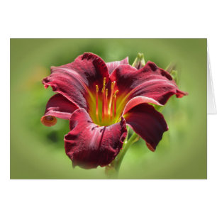 Velvet Vision - Ed Murray Daylily