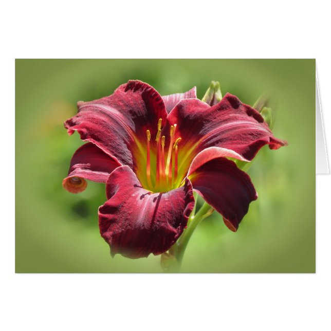 Velvet Vision - Ed Murray Daylily (Front Horizontal)