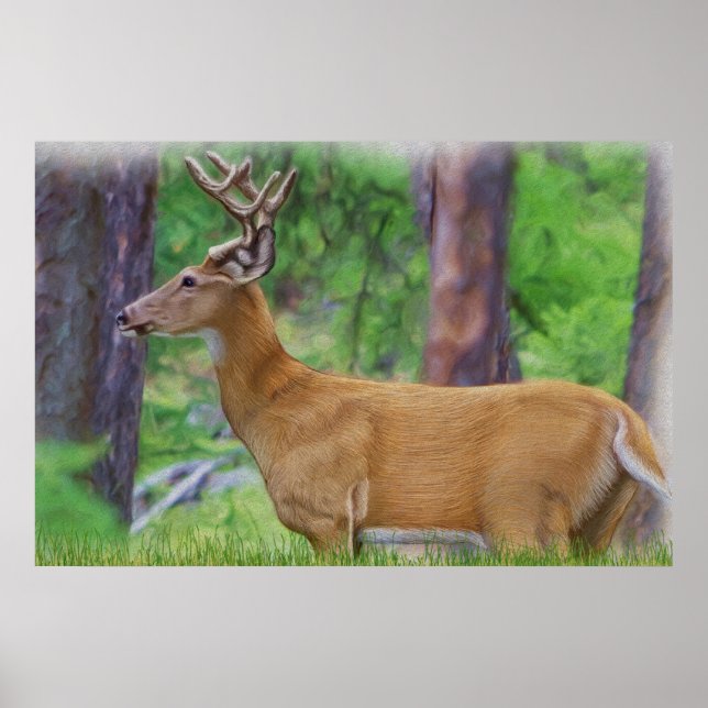 Velvet Whitetail Deer Buck Poster (Front)