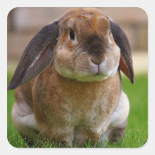 Velveteen Lop Bunny Rabbit Square Sticker