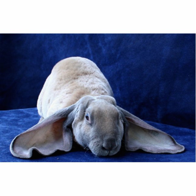 Velveteen Lop, the Story Book Bunny Standing Photo Sculpture (Front)