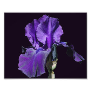 Velvety Purple Bearded Iris Flower Art 8x10 Photo Print