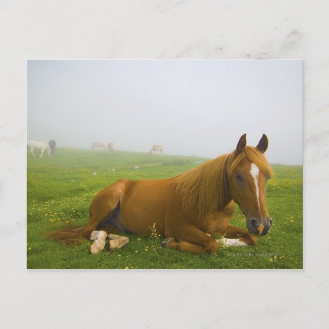 veneto italy 2 postcard (Front)