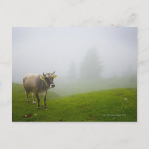 veneto italy postcard