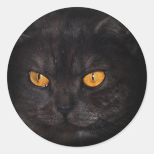 Venezia Cat sticker