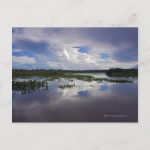 Venezuela, Delta Amacuro, Orinoco Delta Postcard