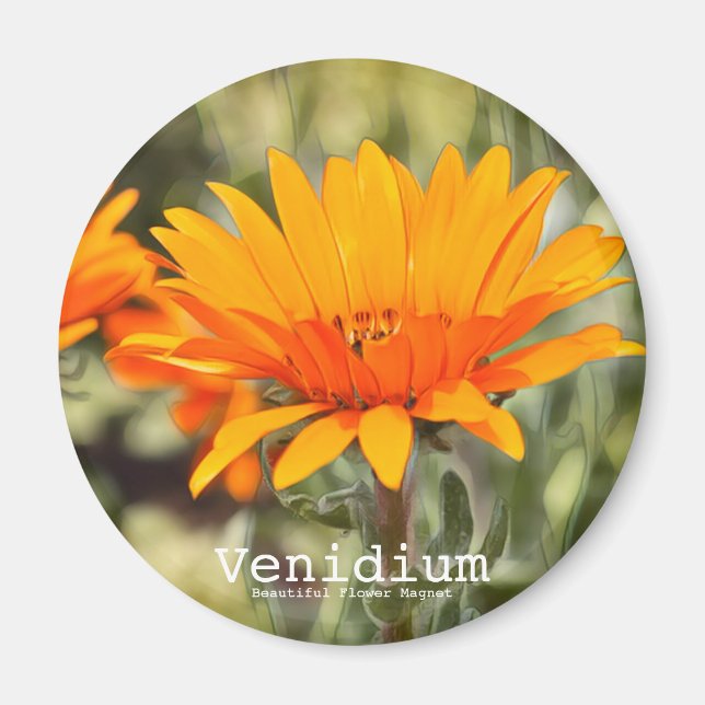 Venidium Magnet (Front)