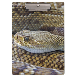 Venomous Rattle Snake Close Up Clipboard