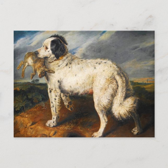 Venus, a Landseer Newfoundland with a Rabbit Postcard (Front)