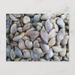 Venus Clam [หอยลาย] Postcard