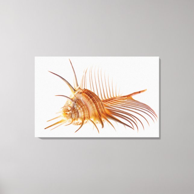 Venus Comb Murex shell (Murex pectin) against Canvas Print (Front)