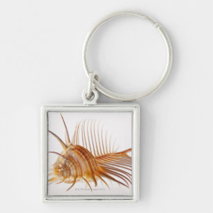 Venus Comb Murex shell (Murex pectin) against Key Ring