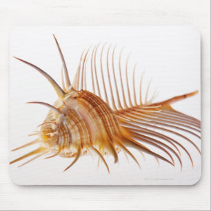 Venus Comb Murex shell (Murex pectin) against Mouse Mat