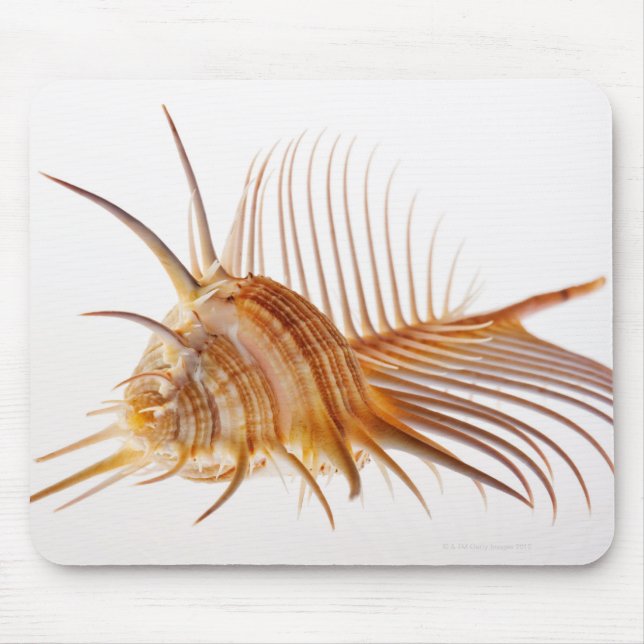 Venus Comb Murex shell (Murex pectin) against Mouse Mat (Front)